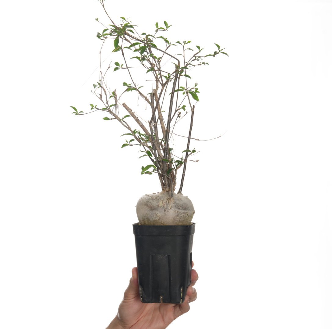 Euphorbia mahabobokensis【発根済み】〈幹幅8.9cm〉 | QSPLANT