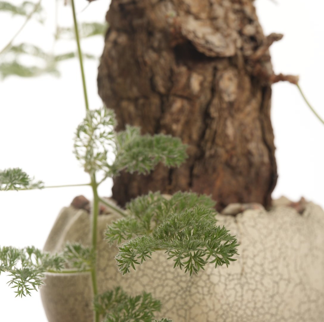 Pelargonium triste × 中根楽 植木鉢【発根済み】 | QSPLANT