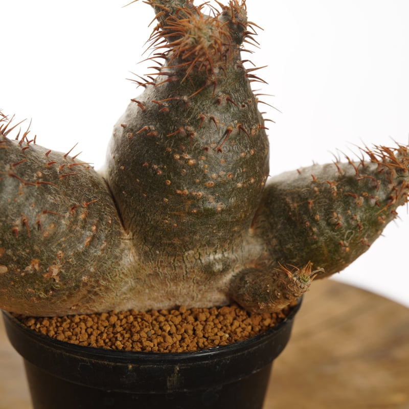 Pachypodium gracilis - 現地球　発根済み 現地球 パキポディウム グラキリス 皆様大変お待たせしました！ 現地球