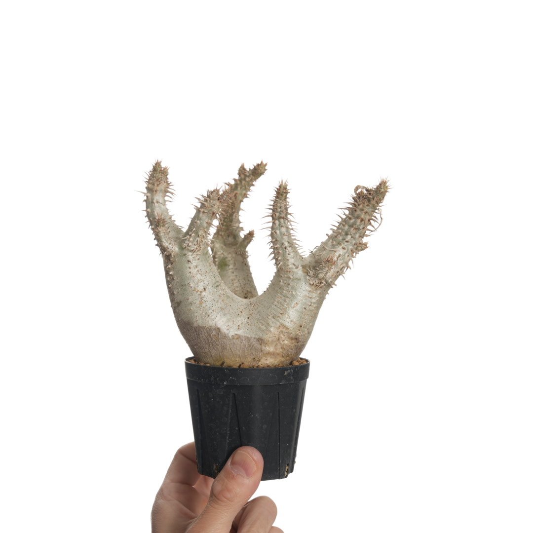 Pachypodium horombense【発根済み】〈草幅15.0cm〉 | QSPLANT