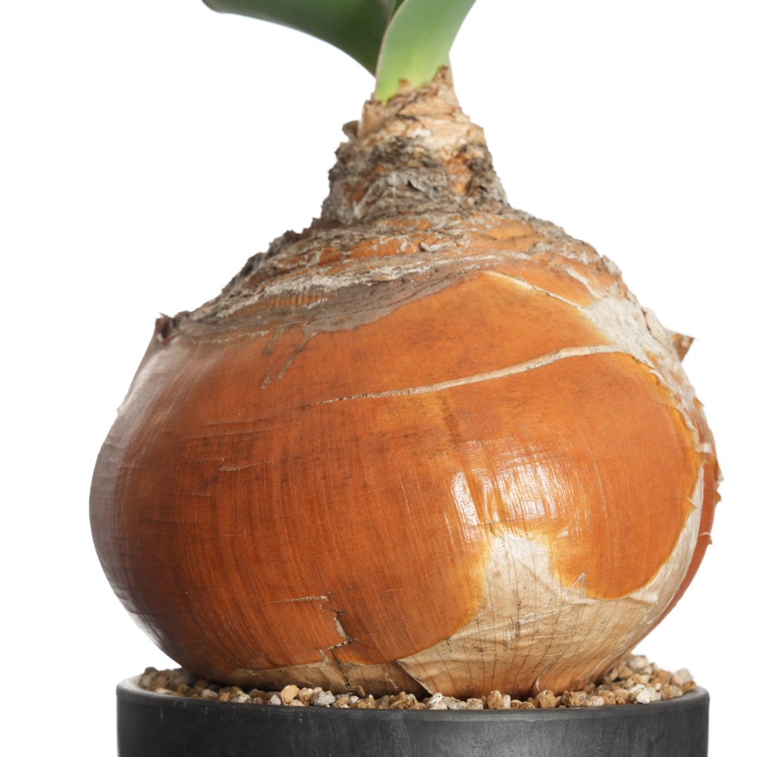 Boophane haemanthoides【発根済み】〈幹幅23.5cm〉 | QSPLANT Boophane haemanthoides【発根済み】〈幹幅23.5cm〉 | QSPLANT