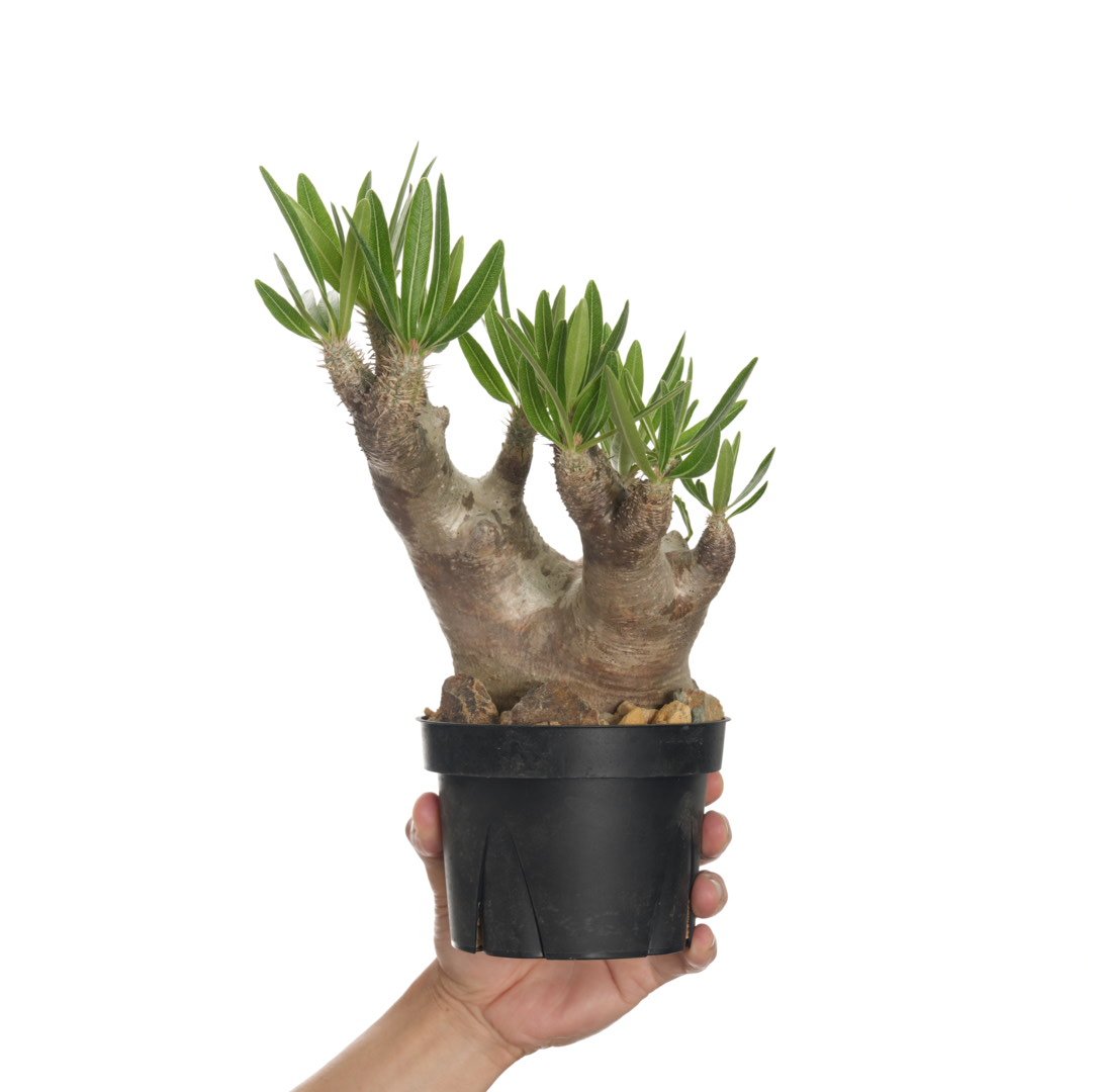 パキポディウムイノピナツム Pachypodium inopinatum Pachypodium rosulatum var. inopinatum 【発根済み】 〈幹
