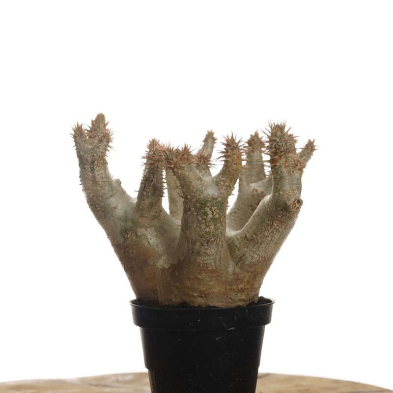 現地球・発根済】パキポディウム・ホロンベンセPachypodium 現地球・発根済】パキポディウム・ホロンベンセPachypodium