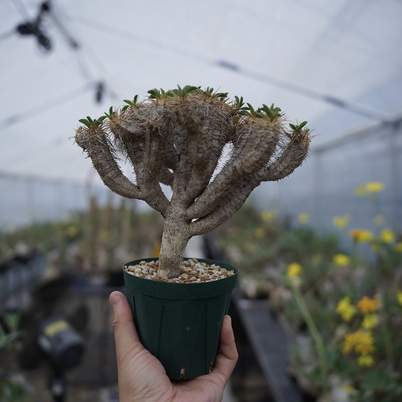 超新鮮! Euphorbia hadramauticaの種10粒 本日入荷 ユーフォルビア ハドラマウチカ Euphorbia