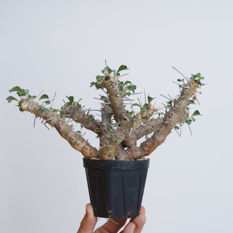 モンソニア クラシカウリス 種子10粒 vlog: 468 「 #モンソニア