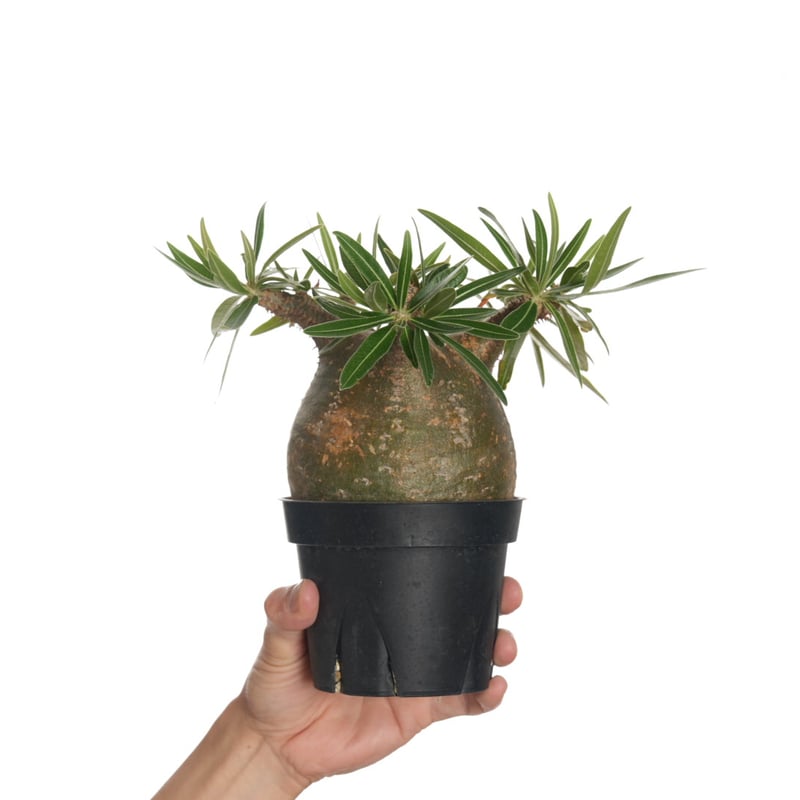 Pachypodium rosulatum var. gracilius 3頭株 Pachypodium rosulatum var. gracilius 3頭株 Pachypodium rosulatum