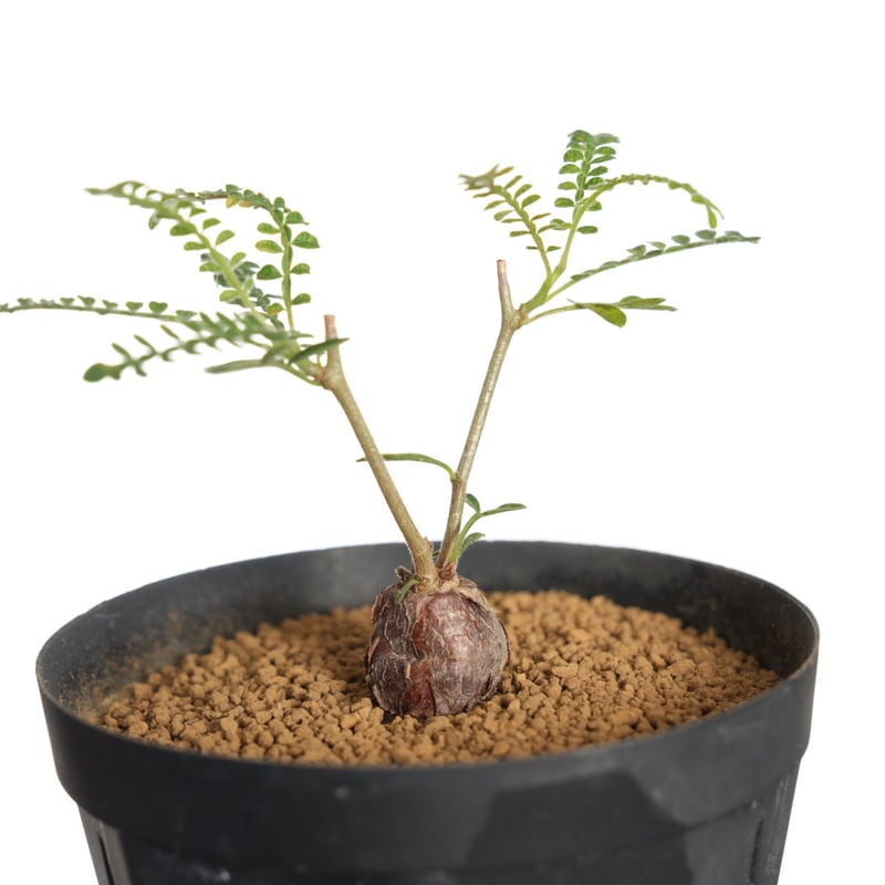 ヒファエノイデス　根挿し株【25023H】　オペルクリカリアヒファエノイデス ヒファエノイデス 根挿し株【25023H】 オペルクリカリアヒファエ