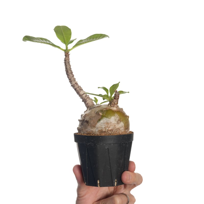 パピリオブッダ（オス、インド・ニルギリ産） ニシキリギリス | バッタラボ