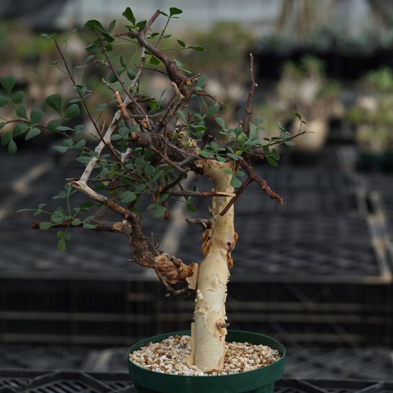 Commiphora kataf no.1 | QS PLANT