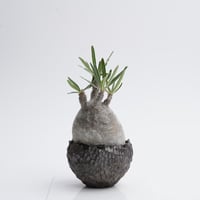 Pachypodium rosulatum var. gracilius × Tomoharu Nakagawa植木鉢   【発根済み】〈幹幅8.3cm〉