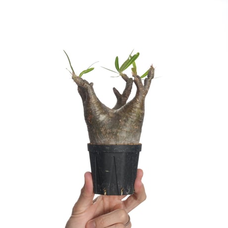 パキポディウムグラキリス | STORES