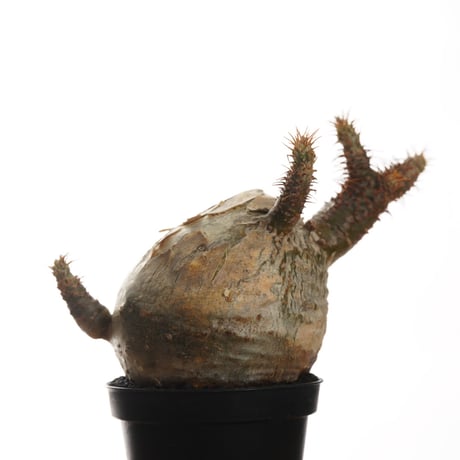 Pachypodium rosulatum var. gracilius   【発根済み】〈幹幅7.5cm〉