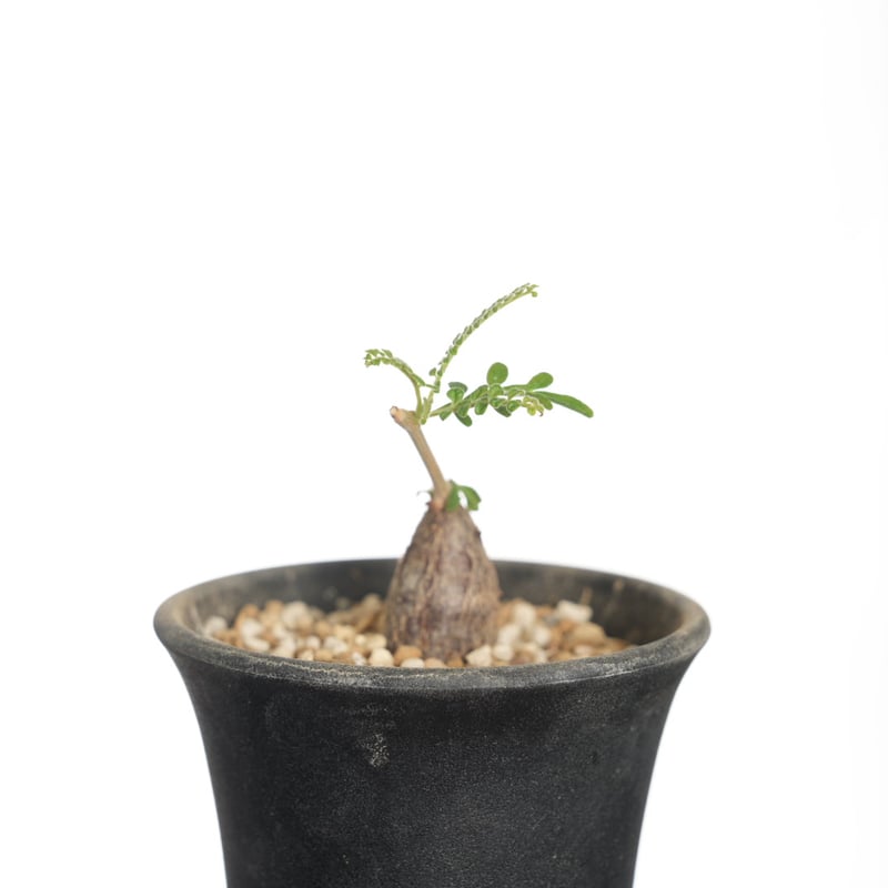 オペルクリカリア　ヒファエノイデス　根挿し　特大 オペルクリカリア ヒファエノイデス hyb. 根挿し operculicarya