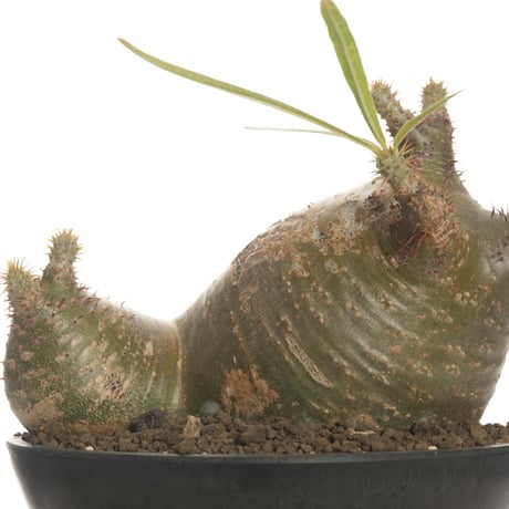 Pachypodium rosulatum var. gracilius   【発根済み】〈草幅24.5cm〉