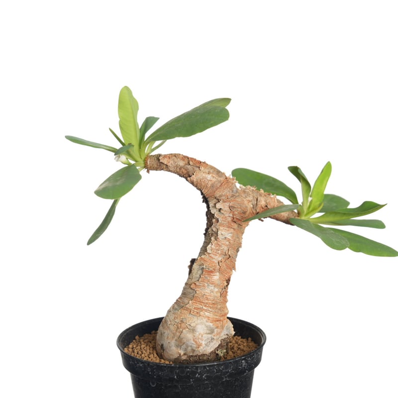 Euphorbia itremensis 【発根済み】〈幹幅3.5cm〉 | QSPLANT