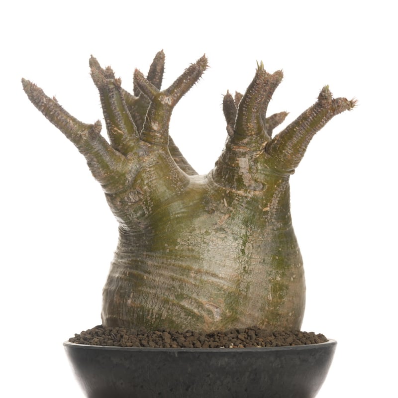 Pachypodium rosulatum var. gracilius 【発根済み】〈幹