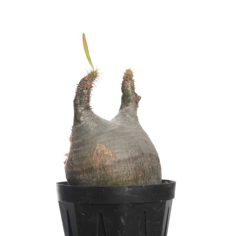 Pachypodium rosulatum var. gracilius 【発根済み】〈幹