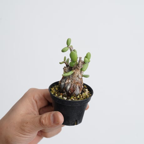 Ceraria pygmaea   【発根済み】〈幹幅2.9cm〉