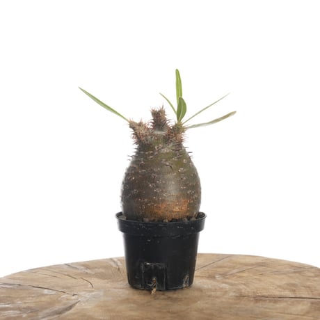 パキポディウムグラキリス | STORES