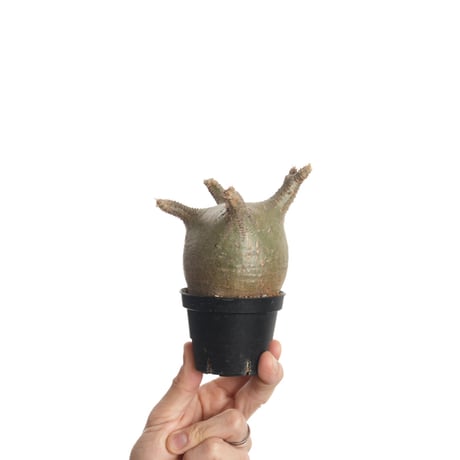 Pachypodium rosulatum var. gracilius   【発根済み】〈幹幅7.5cm〉