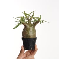 Pachypodium rosulatum var. gracilius   【発根済み】〈幹幅6.6cm〉