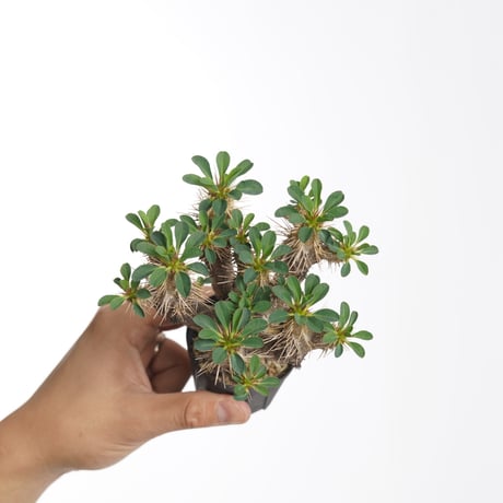 Euphorbia guillauminiana【発根済み】