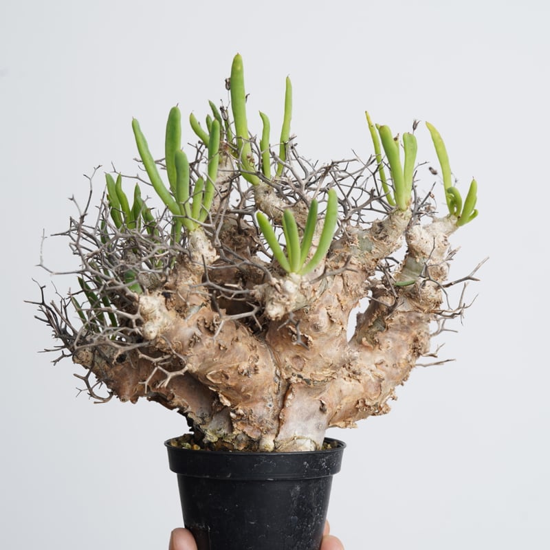 Tylecodon reticulatus 万物想 【発根済み】〈幹幅5.5cm〉 | QSP