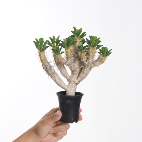 Euphorbia guillauminiana【発根済み】〈幹幅2.2cm〉