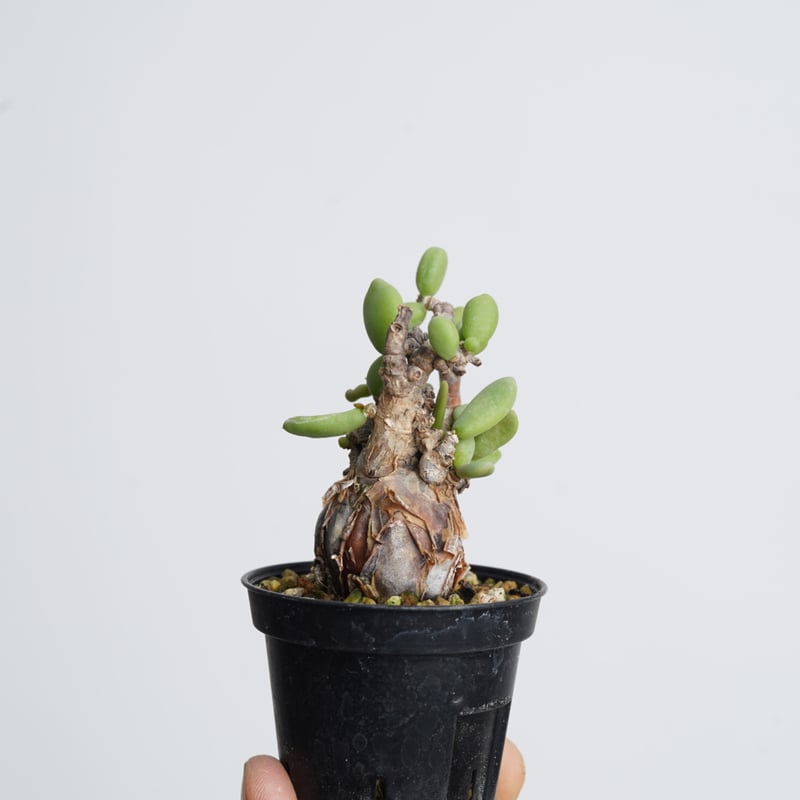 【国内採種】Ceraria Pygmaea seeds 新鮮種子50粒 国内採種】Ceraria Pygmaea seeds 新鮮種子50粒