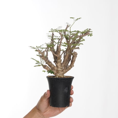 アンジーさん専用センナ メリディオナリス10 アンジーさん専用センナ メリディオナリス10 アンジーさん専用センナ