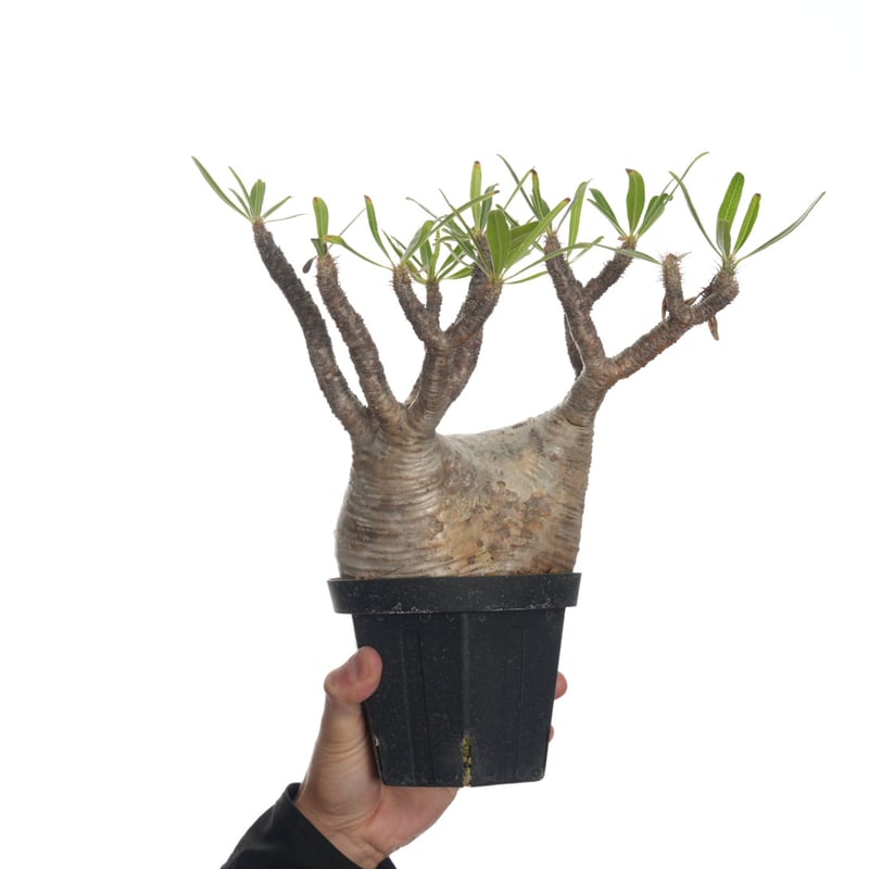 Pachypodium rosulatum var. gracilius 【発根済み】〈幹