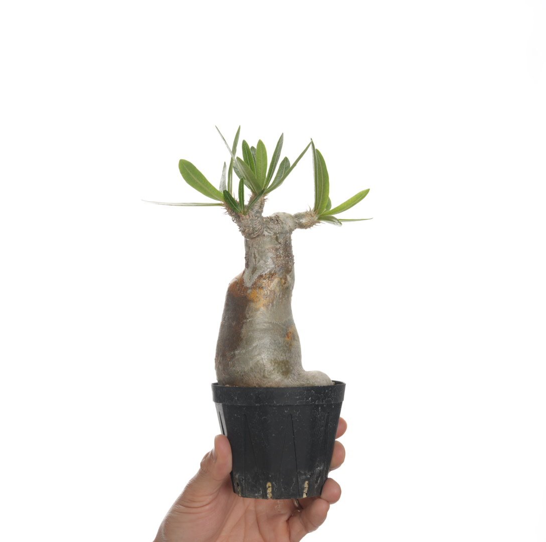 パキポディウムイノピナツム Pachypodium inopinatum パキポディウム イノピナツム／Pachypodium Inopinatum no.912
