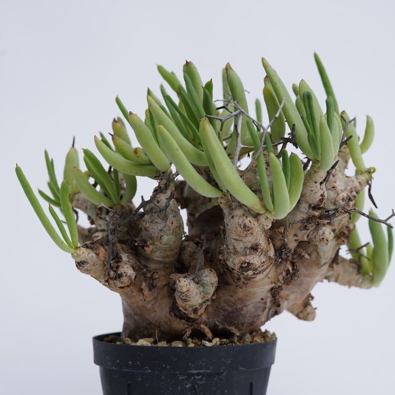 Tylecodon reticulatus 万物想 【発根済み】〈幹幅6.4cm〉 | QSP