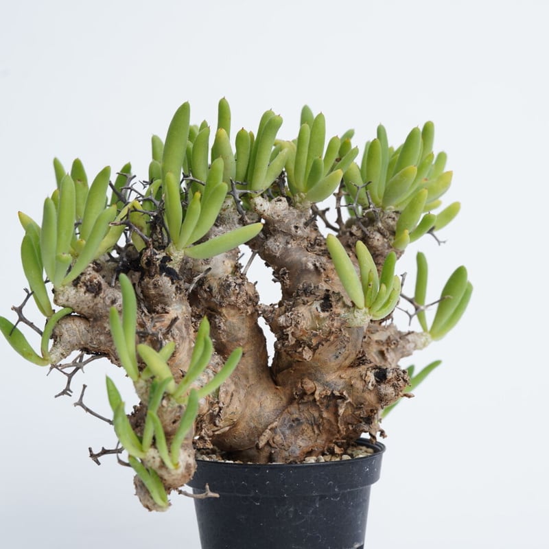 Tylecodon reticulatus 万物想 塊根植物 Tylecodon Reticulatus <チレコドン レティキュラーツス> 和名は