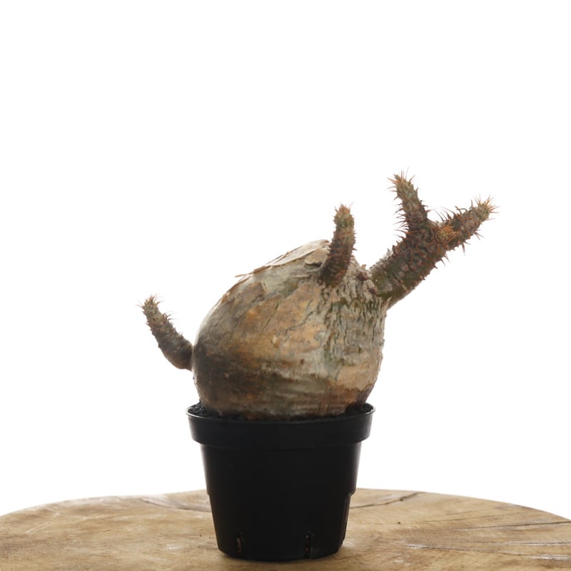 Pachypodium rosulatum var. gracilius 【発根済み】〈幹