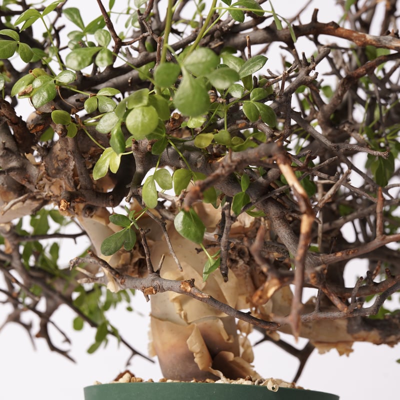 Commiphora kataf 〈幹幅4.2cm〉 | QSPLANT Commiphora kataf 〈幹幅4.2cm〉 | QSPLANT