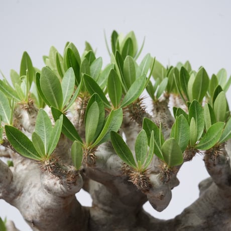 Pachypodium brevicalyx × Tomoharu Nakagawa植木鉢【発根済み】