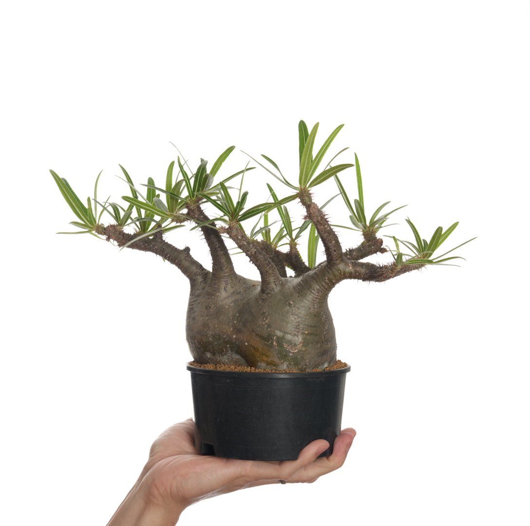 Pachypodium rosulatum var. gracilius 3頭株 Pachypodium rosulatum var. gracilius 【発根済み】〈幹