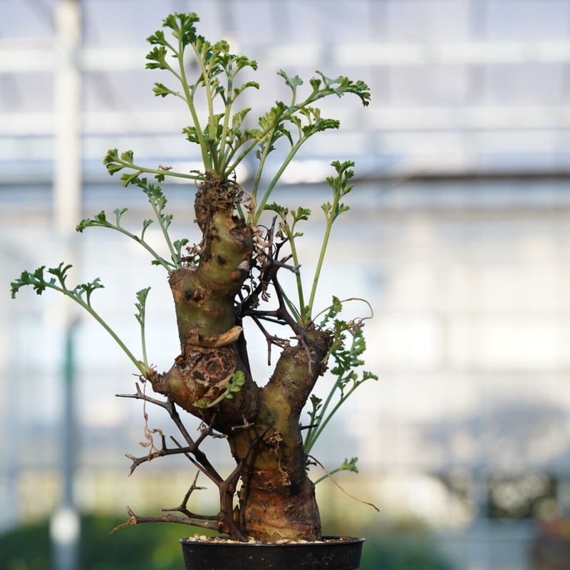 Pelargonium crithmifolium 【発根済み】 〈幹幅3.6cm〉 |