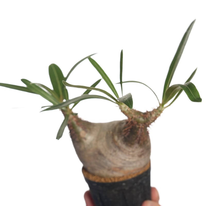 Pachypodium rosulatum var. gracilius 【発根済み】〈幹