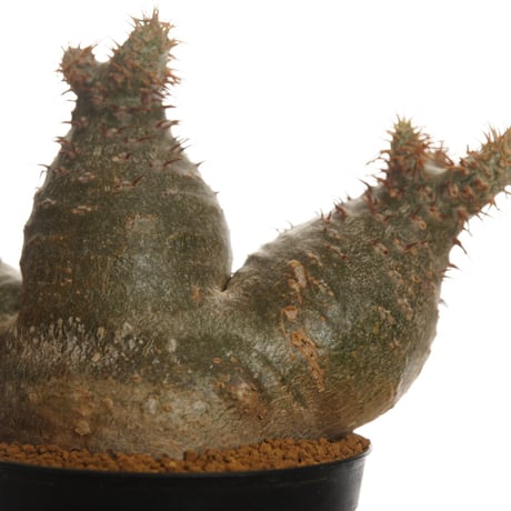 Pachypodium rosulatum var. gracilius   【発根済み】〈草幅8.5cm〉