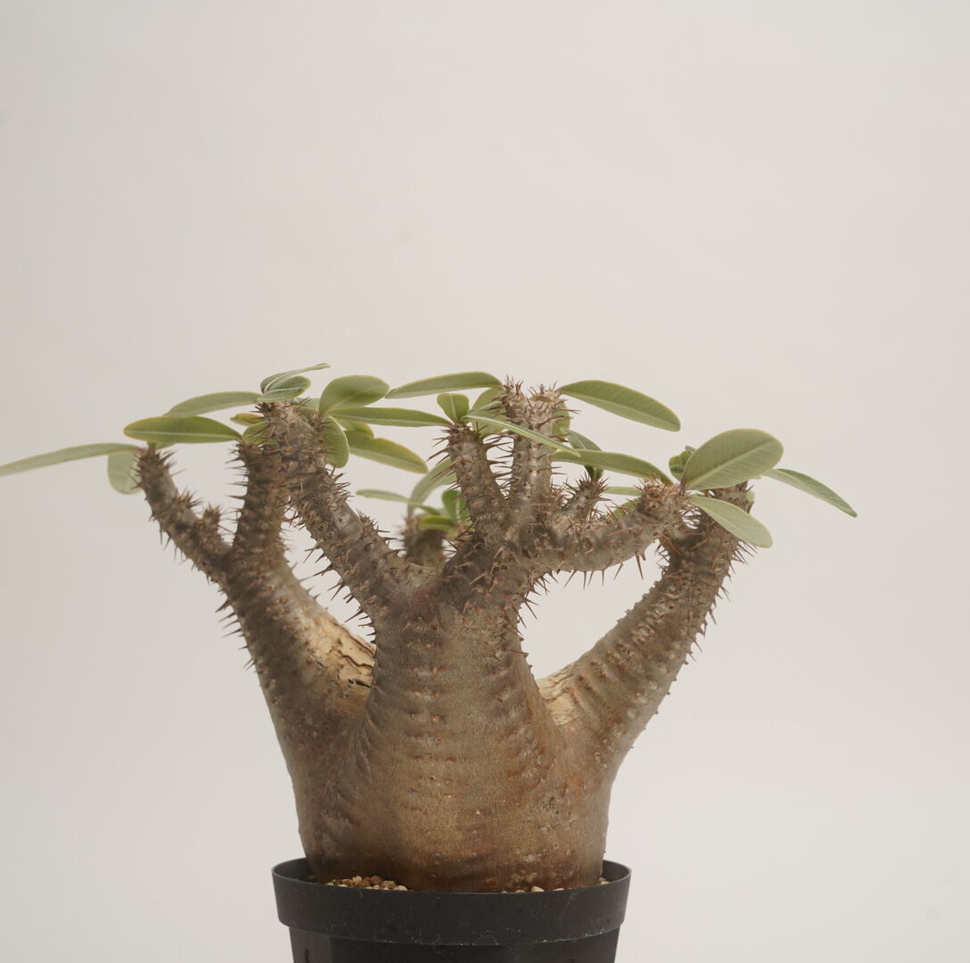 パキポディウム・カクチペス Pachypodium var. cactipes Pachypodium rosulatum var. cactipes 【発根済み】〈幹幅1