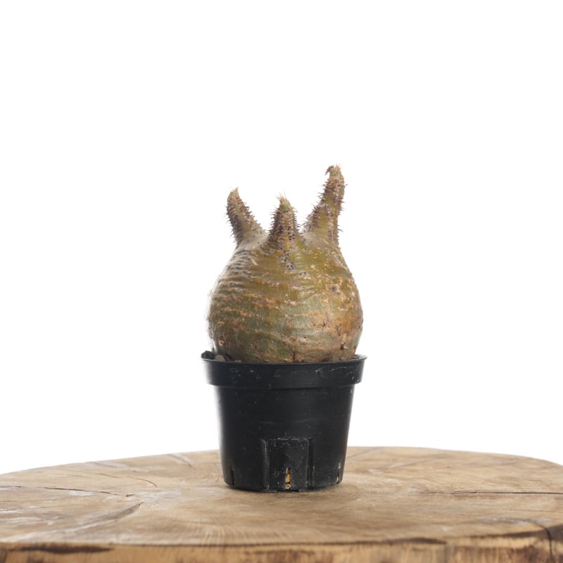 Pachypodium rosulatum var. gracilius 【発根済み】〈幹