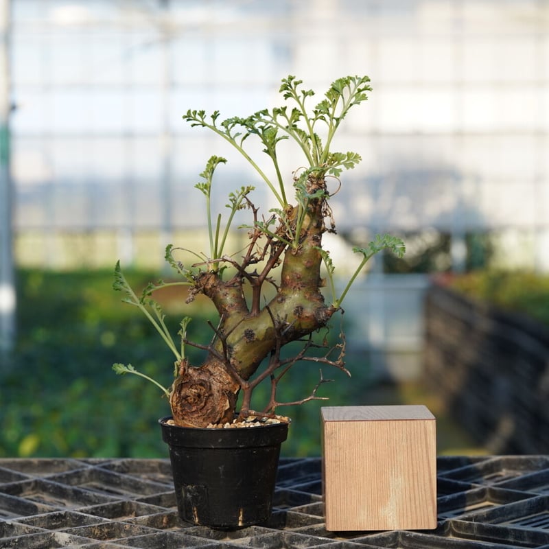 Pelargonium crithmifolium 【発根済み】 〈幹幅3.6cm〉 |