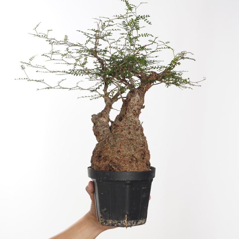 Operculicarya pachypus 【発根済み】〈幹幅12.4cm〉 | QSPLANT Operculicarya pachypus 【発根済み】〈幹幅12.4cm〉 | QSPLANT