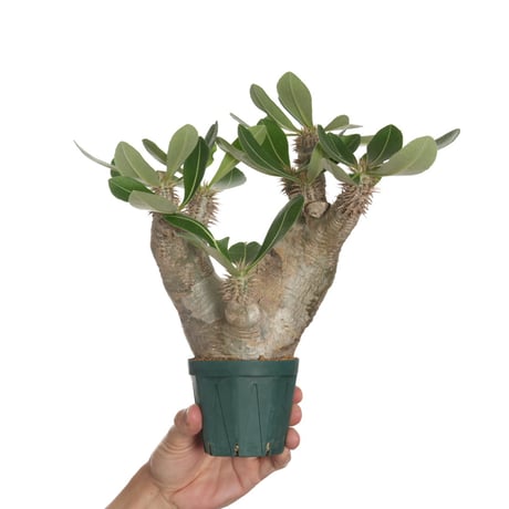 パキポディウムデンシフローラム | STORES