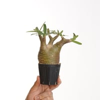 Pachypodium rosulatum var. gracilius   【発根済み】〈幹幅7.3cm〉
