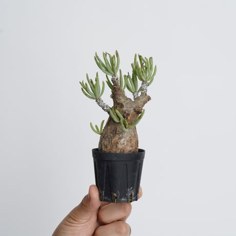 チレコドンペアルソニー　Tylecodon pearsonii チレコドンペアルソニー | STORES