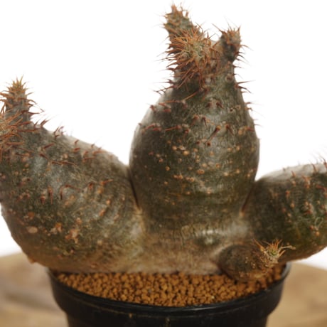 Pachypodium rosulatum var. gracilius   【発根済み】〈草幅8.5cm〉