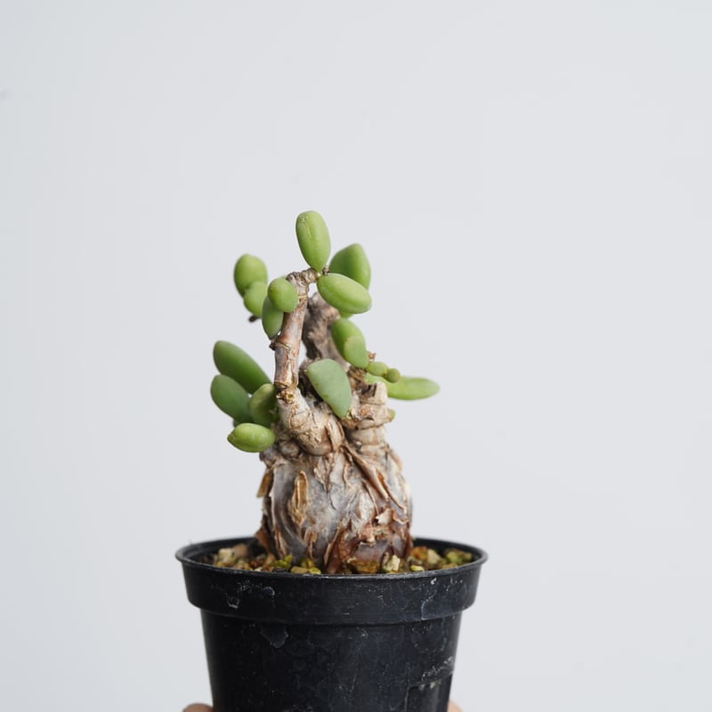 Ceraria pygmaea 【発根済み】〈幹幅2.9cm〉 | QSPLANT